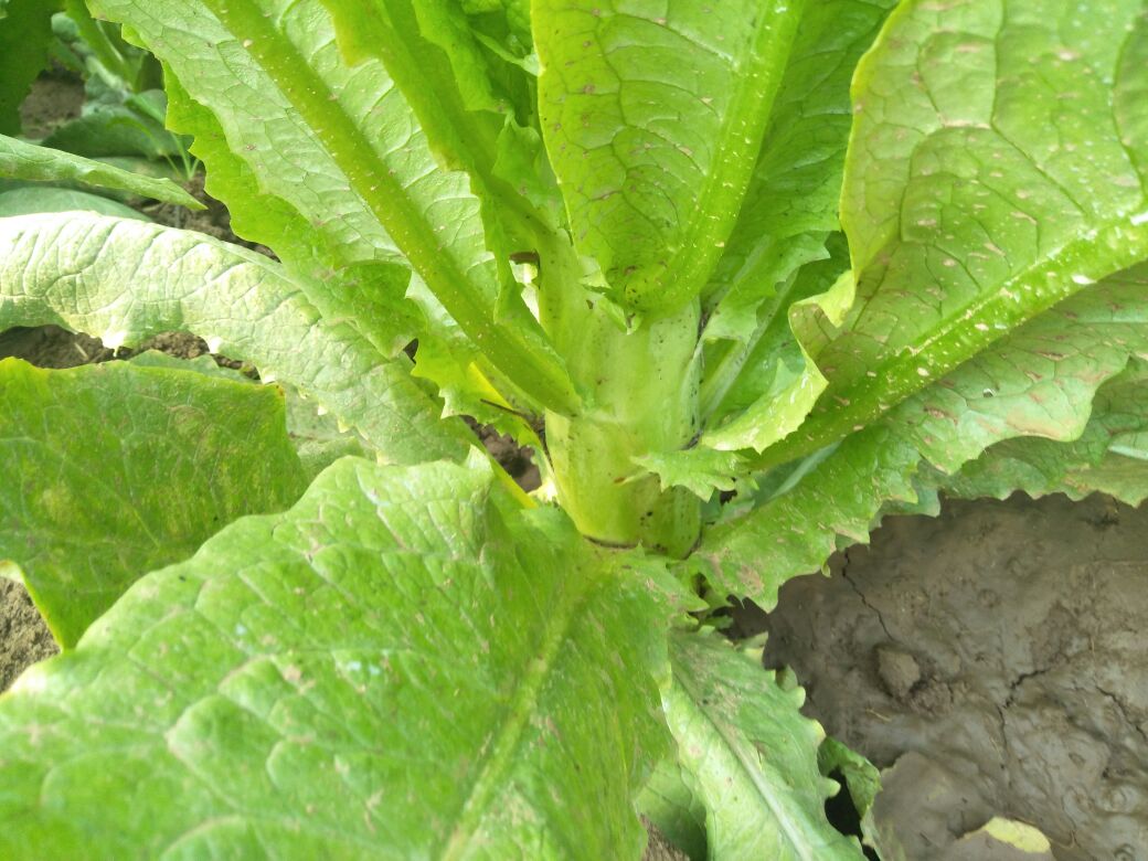 新鲜采摘的尖叶莴笋叶片近拍