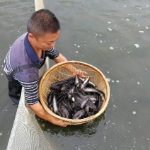 大口鲶鱼苗