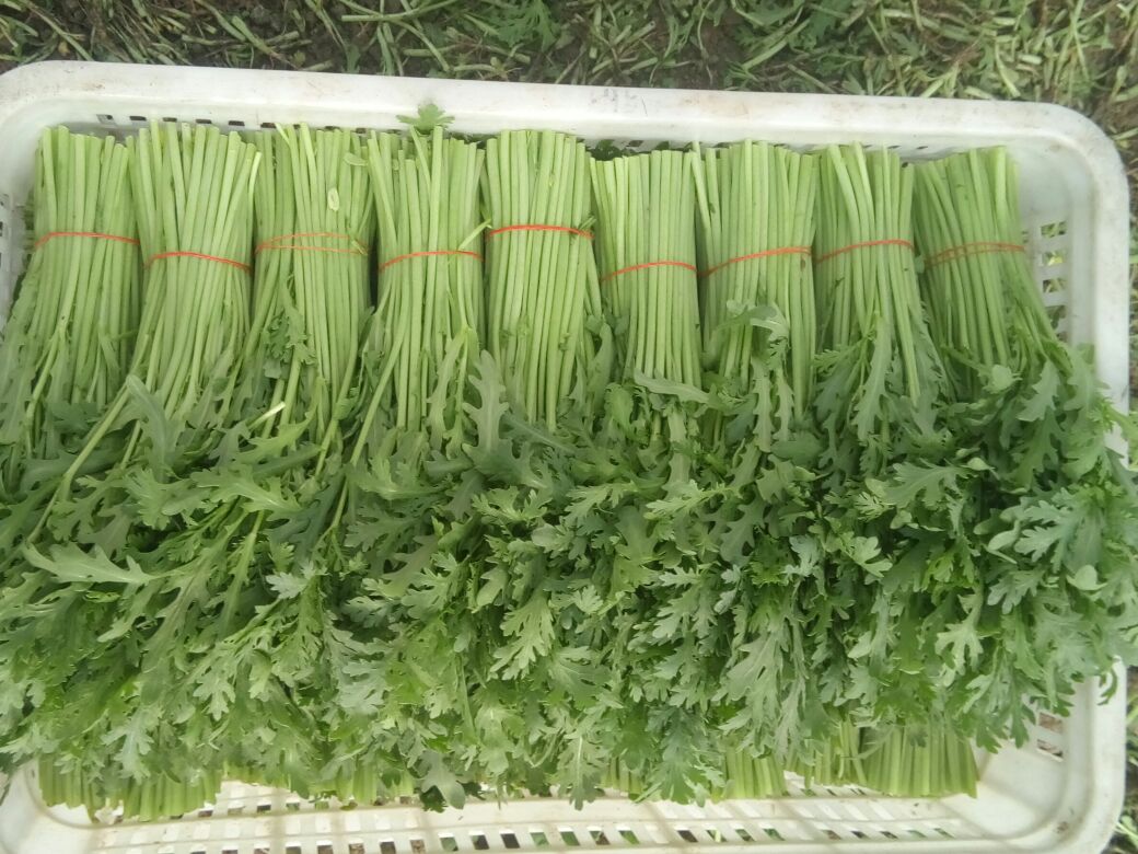 蒿子杆新鲜采摘场景