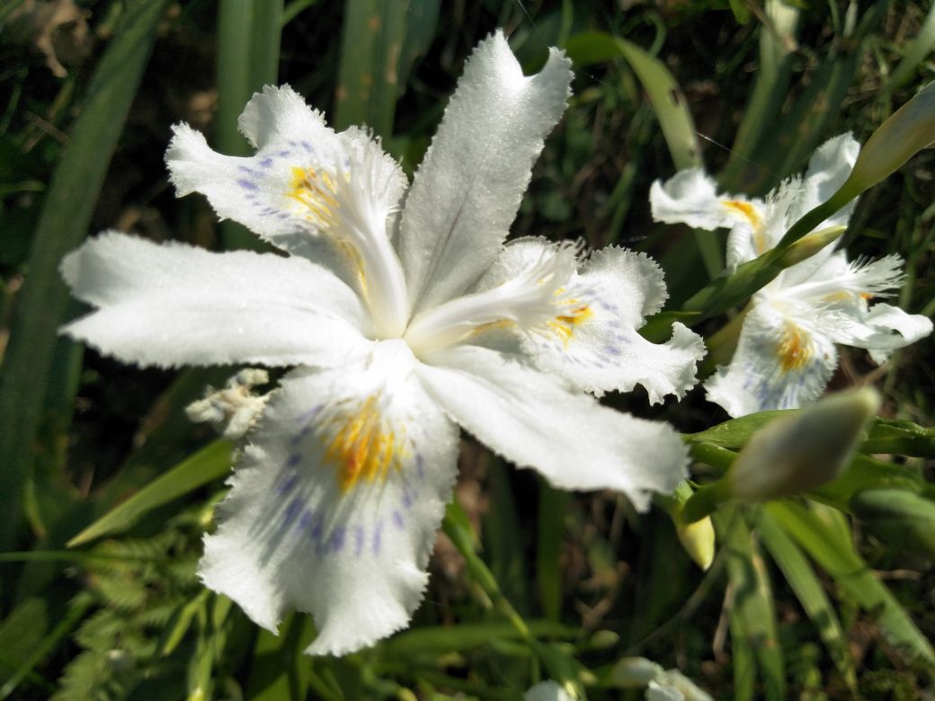 百合花盛开状态