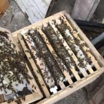 中蜂平箱装