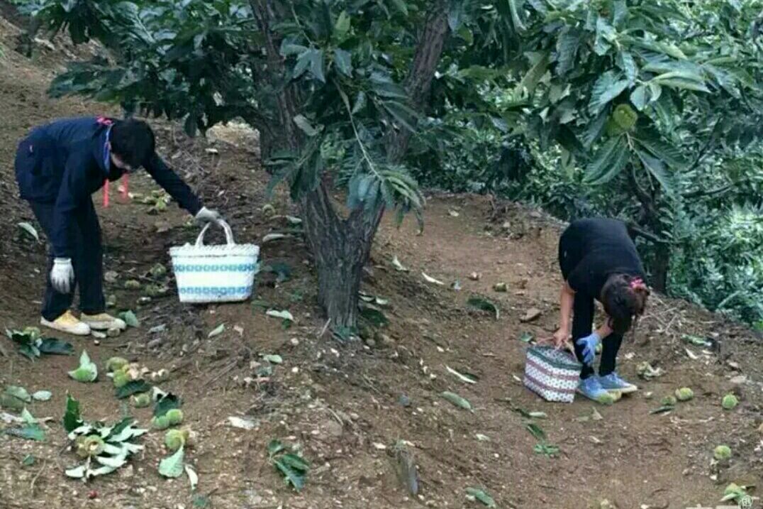 村民穿着传统服饰,在山林中弯腰捡拾掉落的野生板栗,背景是郁郁葱葱的山林 村民在山林中采摘野生板栗