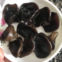 黑木耳特级