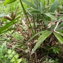 棕榈树20~30cm