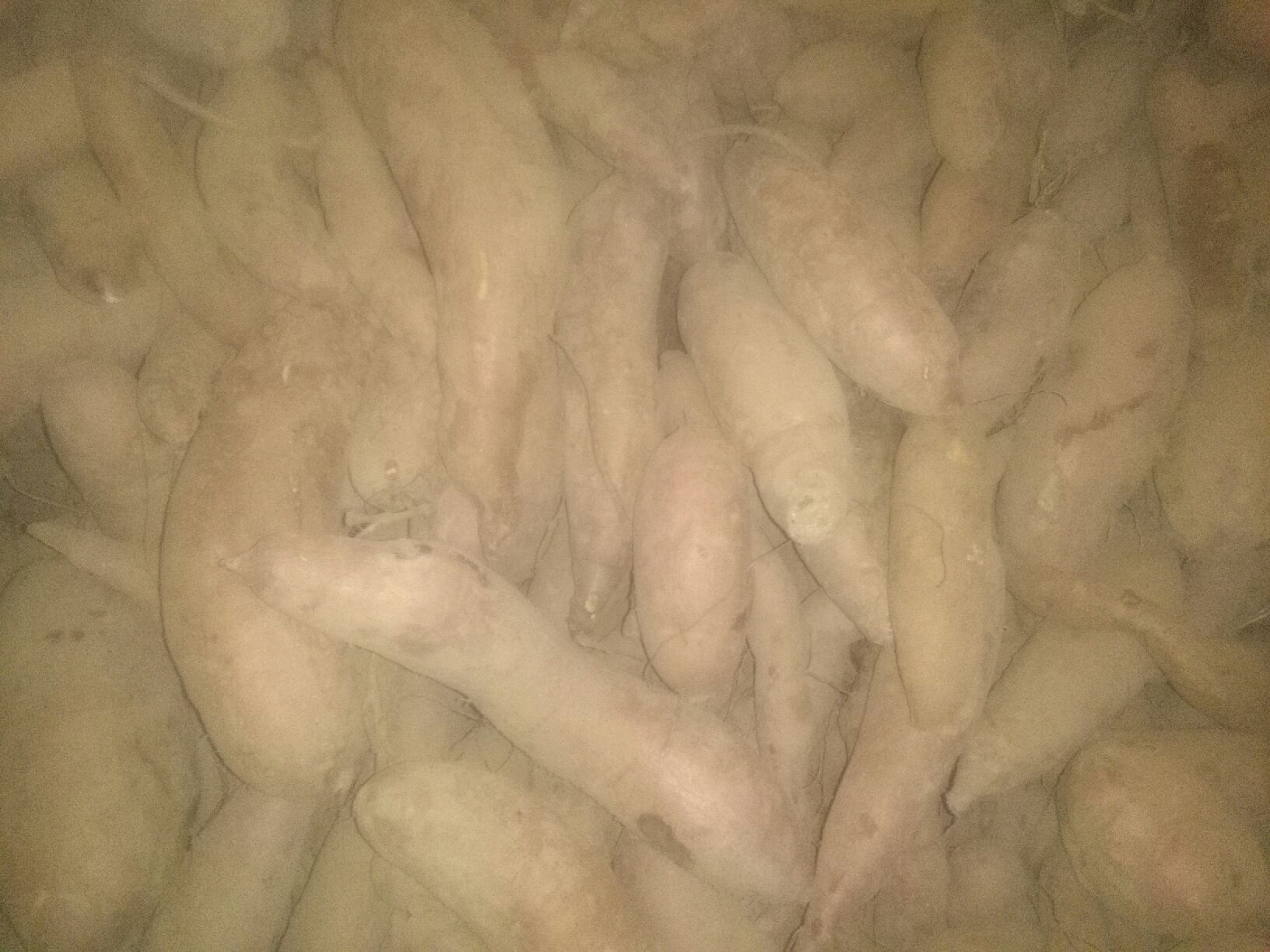 小块茎对比图