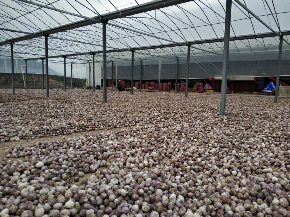 现代化加工厂内,一条全自动传送带正在对大量乳白色的独头蒜把进行光学分选,机器根据大小、颜色、瑕疵自动分类,周围有技术人员监控屏幕数据,体现智能化农业加工水平 自动化蒜把分选生产线