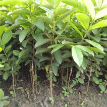 台湾珍珠番石榴苗30~50cm