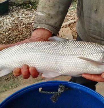 [大鳞鲃鱼批发]大鳞鲃鱼 价格8.00元/斤 - 一亩田