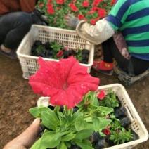 牵牛花10~20cm