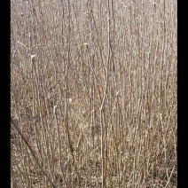 梓树花楸苗，高0.5～1米