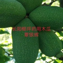 长阳木瓜苗皱皮无籽木瓜苗资丘木瓜苗药用木瓜