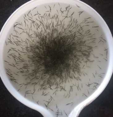 斑节虾虾苗金刚虾虾苗鬼虾虾苗咸水虾苗咸水养殖南美白