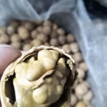 24年的新货。薄皮绵核桃皮薄肉大果仁白出仁率高