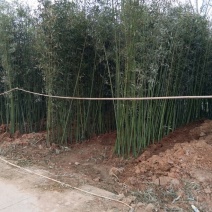 早园竹3~4m