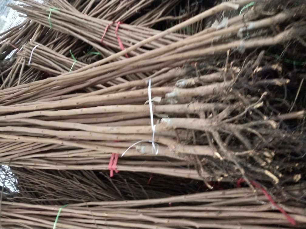 果农在果园中检查脆柿叶片的健康状况