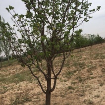 杏树6~8cm6~8cm3~3.5米