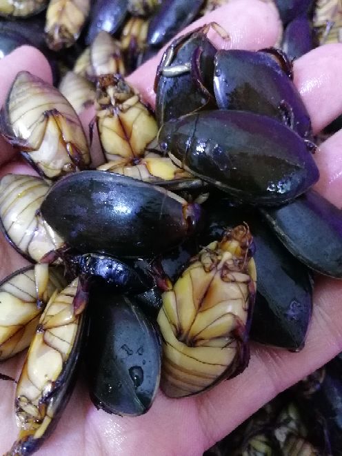金边龙虱产地直供水蟑螂,黑龙虱,水蜻蜓 活体放尿速冻野生