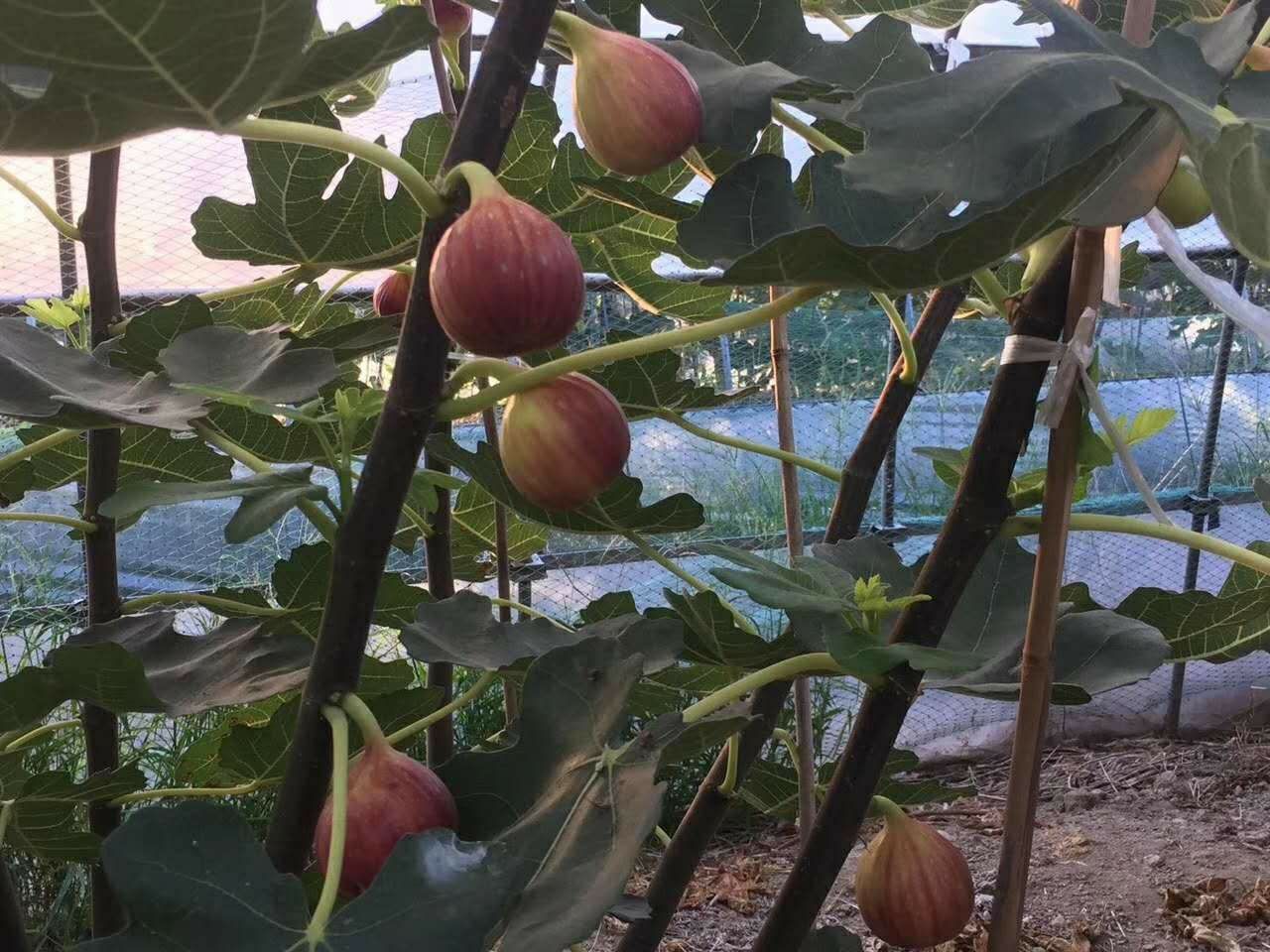 切开的无籽红提果肉结构图