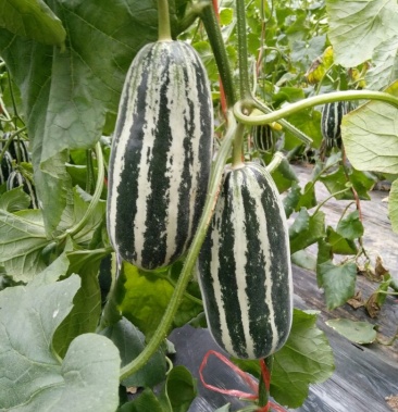 博洋九号甜瓜山东博洋九甜瓜基地直供口感脆甜价格便宜