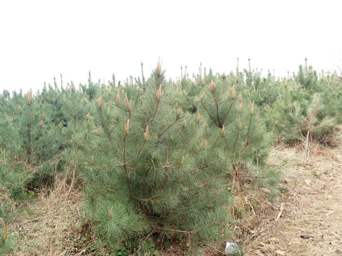 油松茎在不同生长阶段的对比图