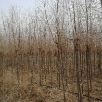 金叶榆6~8cm6~8cm1.5~2m