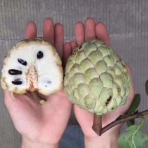 释迦