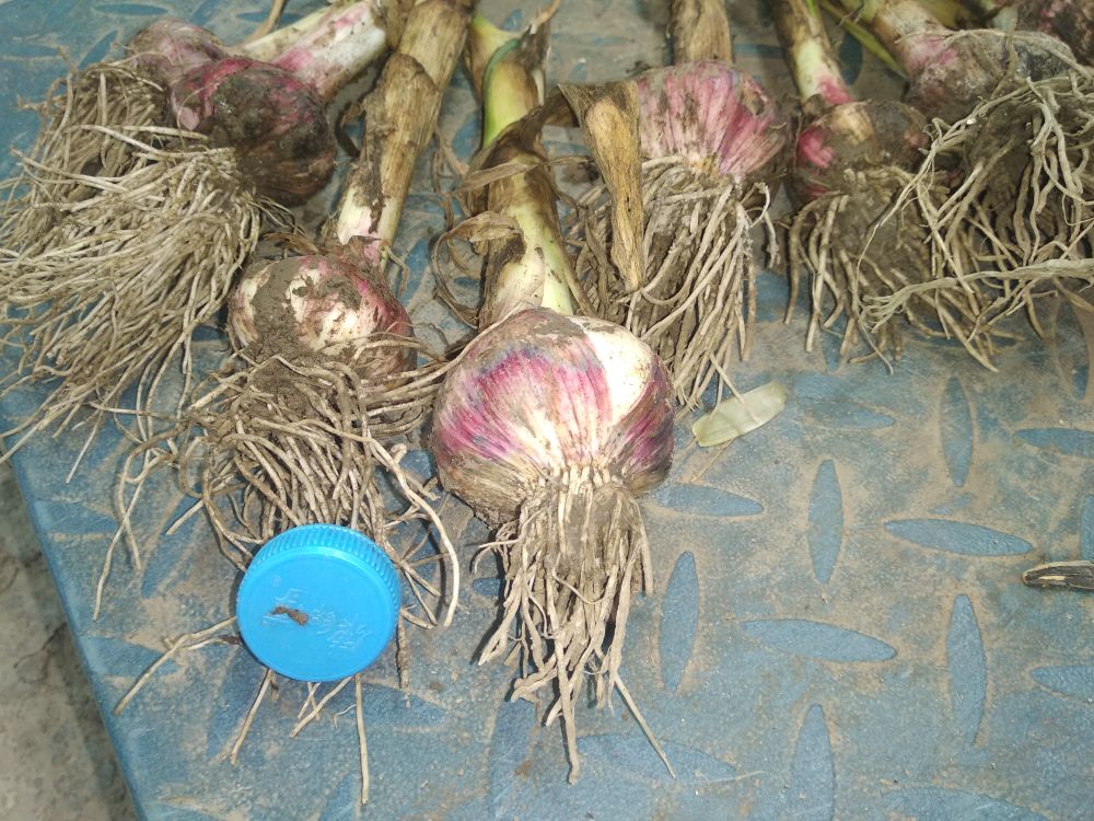 红蒜营养数据图表展示