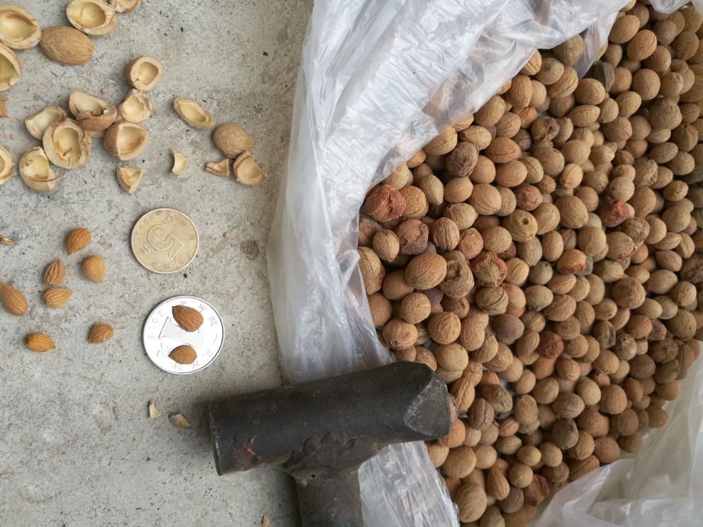 一组不同成熟阶段的桃子并列摆放：左侧为坚硬青白桃，中间为微红稍软桃，右侧为深红柔软桃