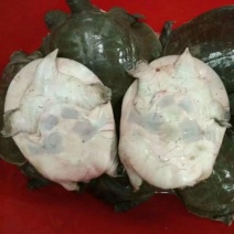 生态甲鱼1.5~2斤