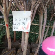 紫薇10~12cm2.5~3米2~3米