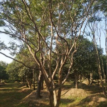 紫薇4~6cm1.5~2米1~2米