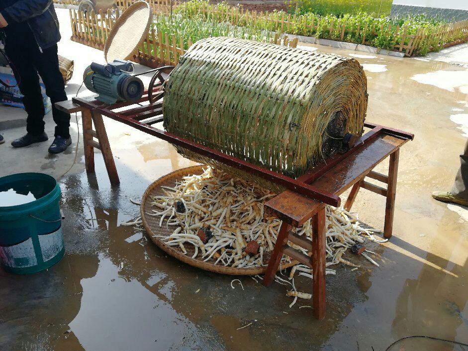 北沙参与麦冬清洗过程,清水冲洗后的药材整齐摆放在竹篮中 沙参与麦冬清洗图