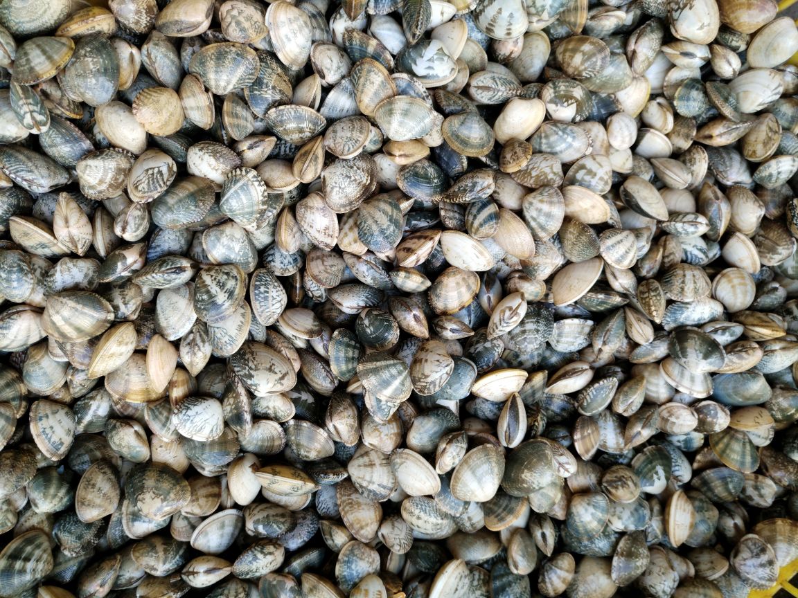 市场中的花蛤摊位