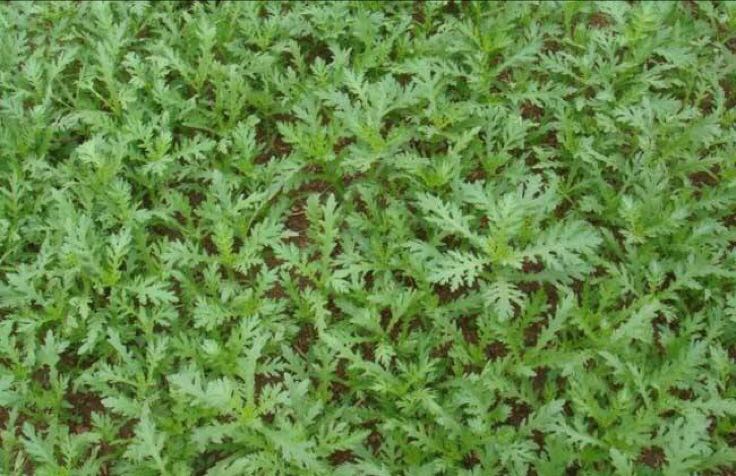 茼蒿花盛开在田野中