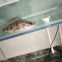 鳜鱼食用活鱼20~30cm