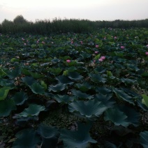 荷花30~40cm