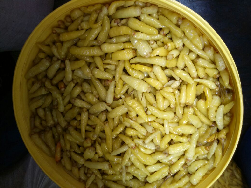 水辣椒装罐腌制过程