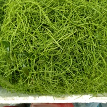 叶用甜菜花和叶都很好吃