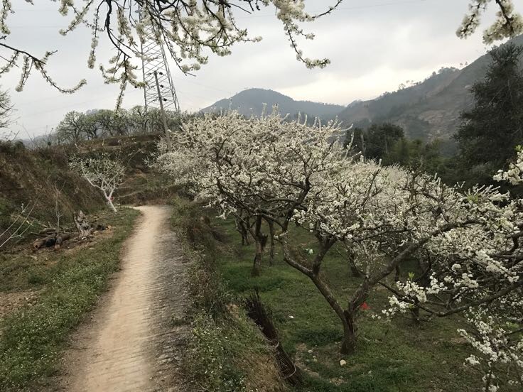 重庆市开州区某高山梯田李园全景,春季花海盛开或夏季果实挂枝,绿叶间点缀着青翠饱满的李子果实,背景为云雾缭绕的山峦,展现生态种植环境 开州青脆李果园航拍图