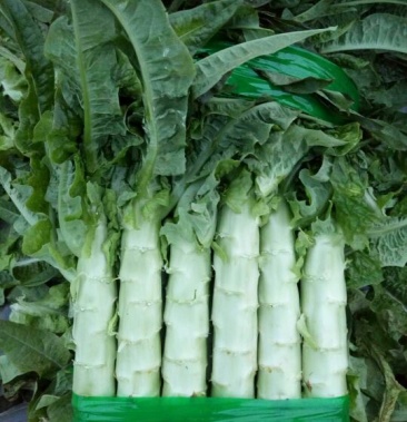兰陵红莴笋 1.5~2斤40~50cm产地直发口感好