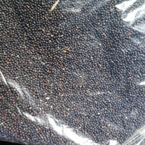 甘蓝型油菜籽1级