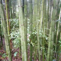 斑竹7~8m