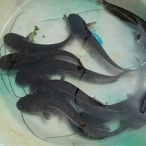 大口鲶鱼苗