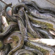 鲶鱼食用