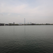 鲫鱼鱼苗