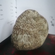 毛石古生物化石