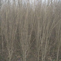 大花木槿4~6cm4~6cm2.5~3米