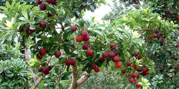 东魁杨梅果园土壤施肥操作现场