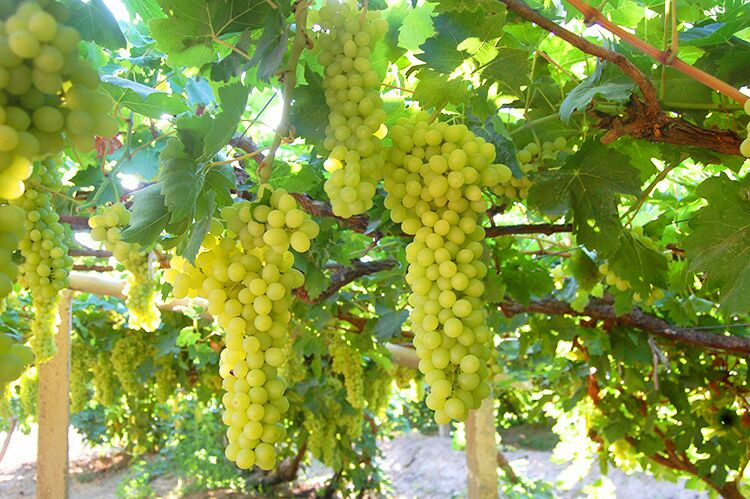 一片阳光充足的山坡果园中,成排的葡萄藤整齐排列,藤蔓上挂满晶莹剔透的红色提子,果粒紧密如串,表面泛着自然光泽,农民正在田间进行采摘作业,背景为蓝天白云和远处的山脉 红提果园全景