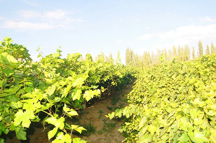 红提果园全景图